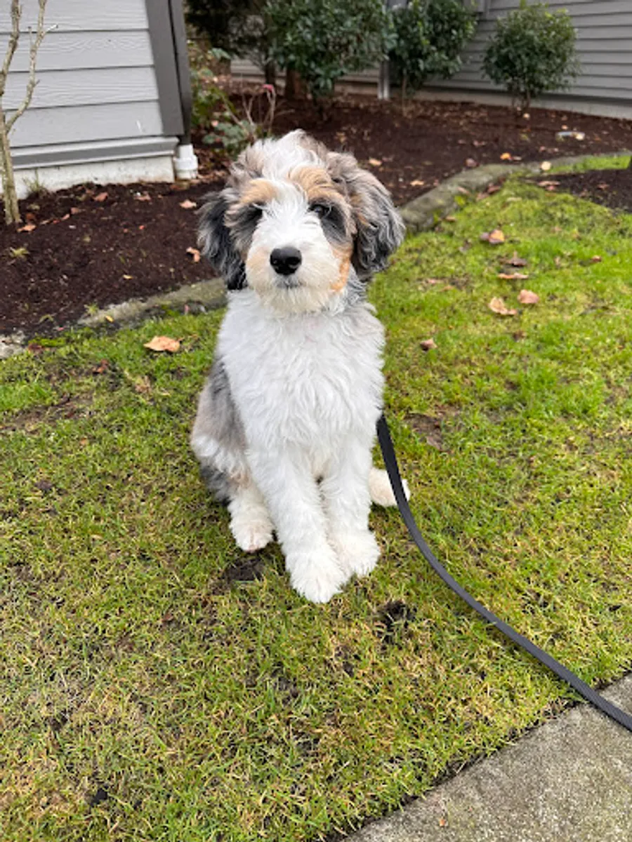 Arisa Wilson’s puppy 2