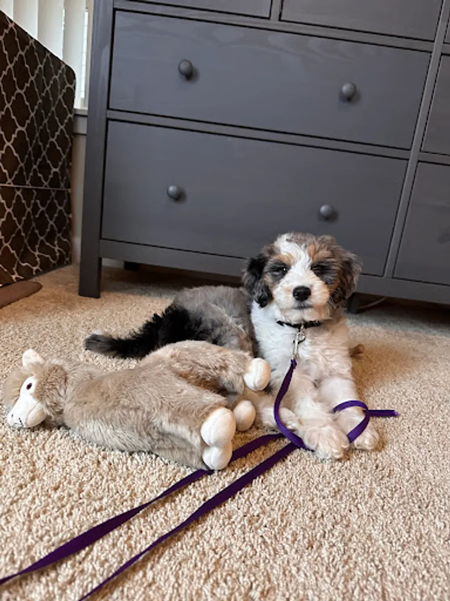 Arisa Wilson’s puppy