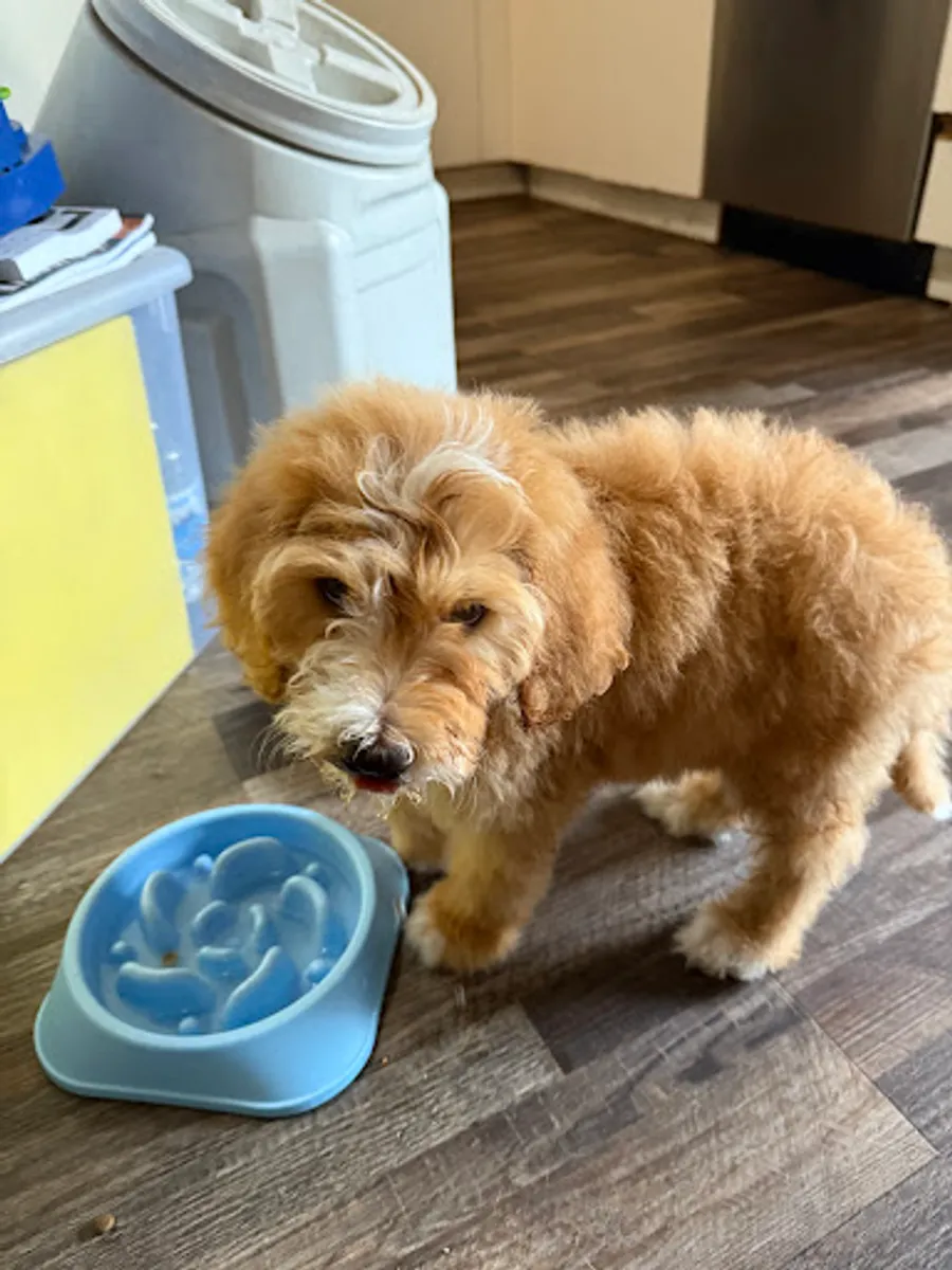 Madison Boyd’s puppy