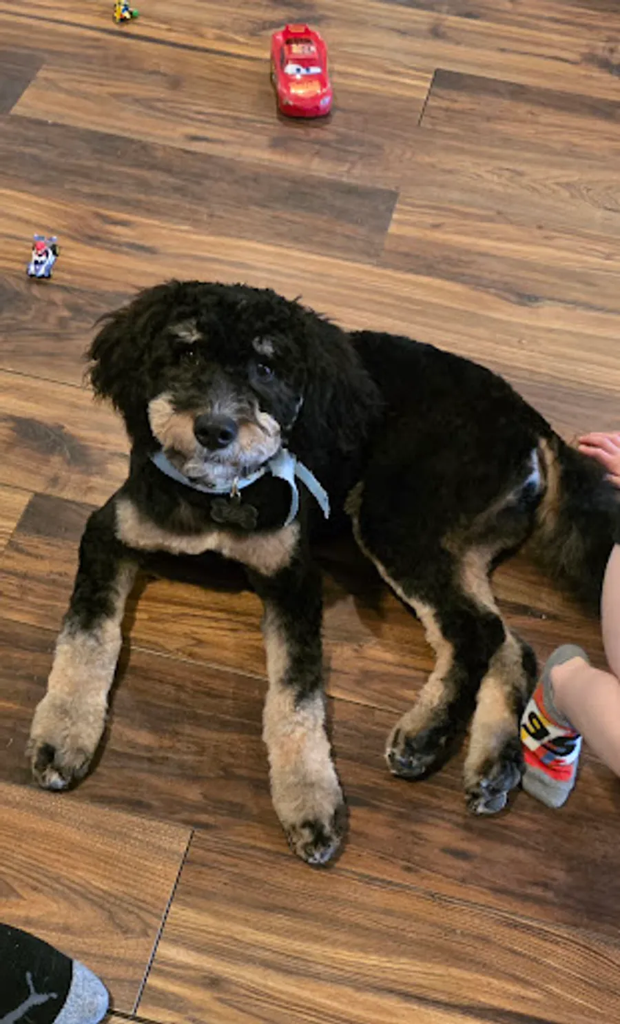 Hanna Mapstead’s puppy