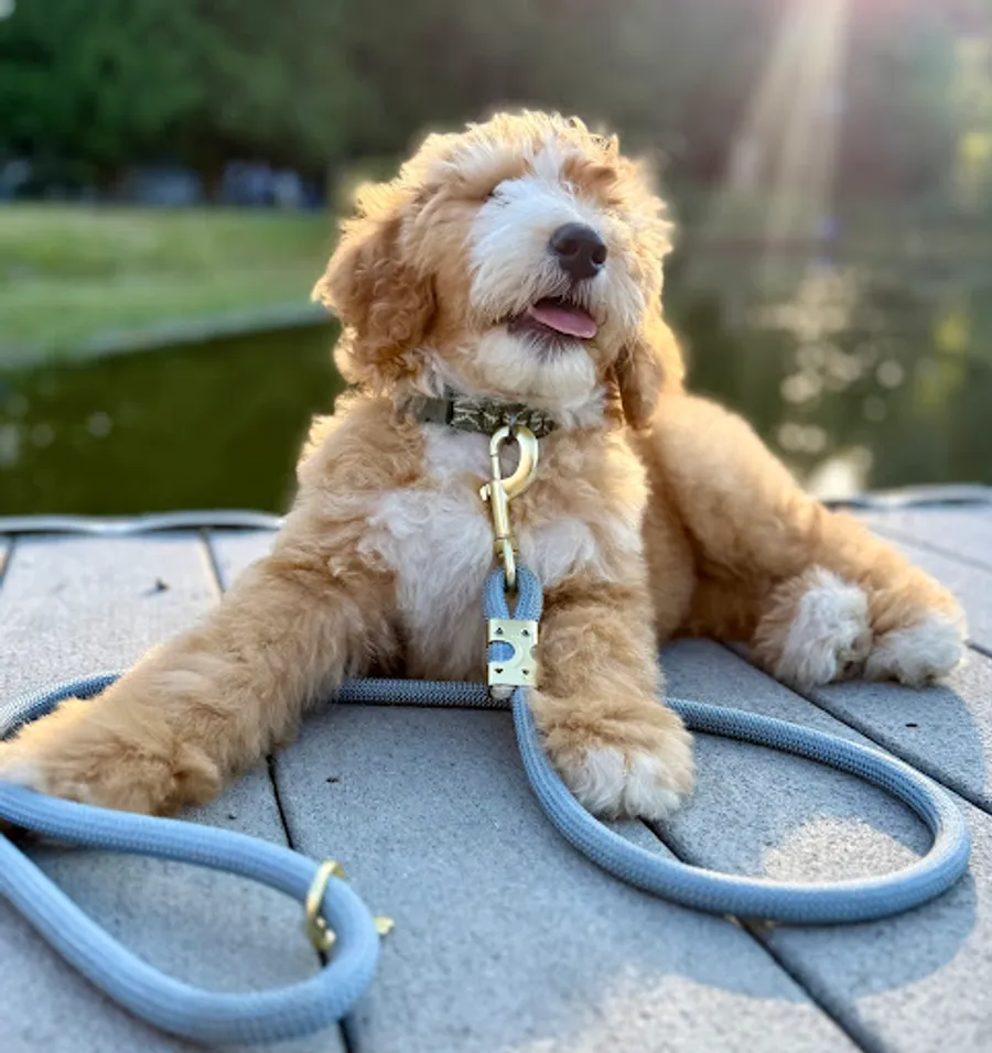 Madison Boyd’s puppy 2