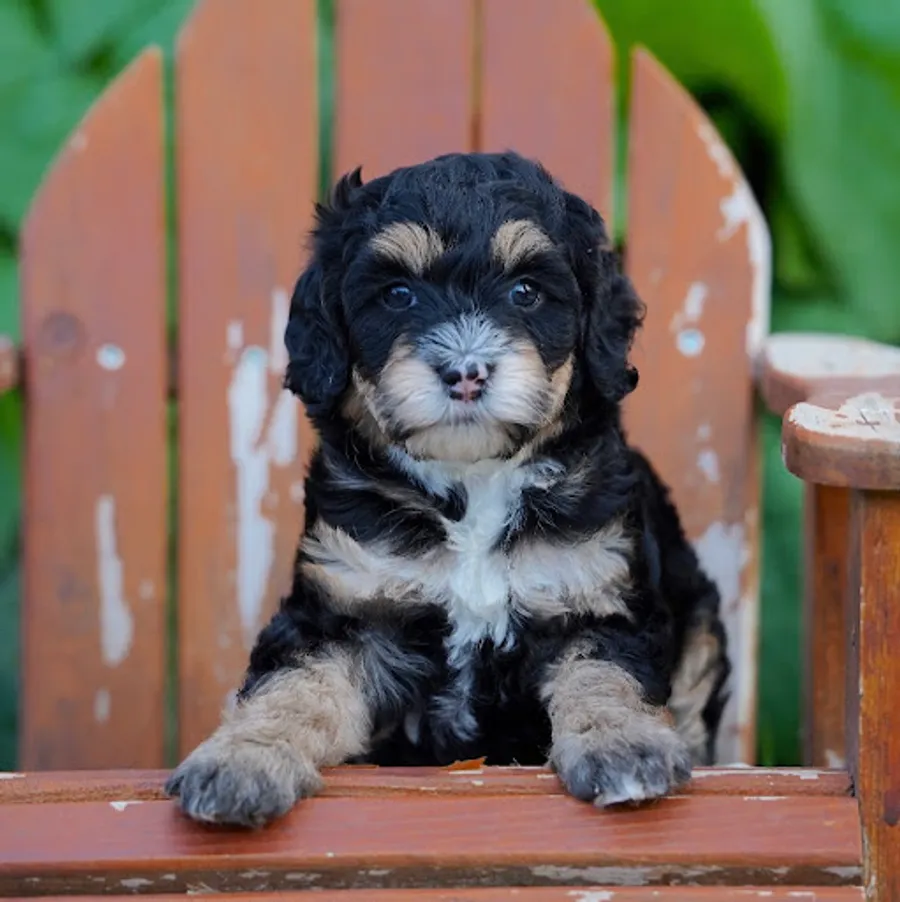 anita’s puppy