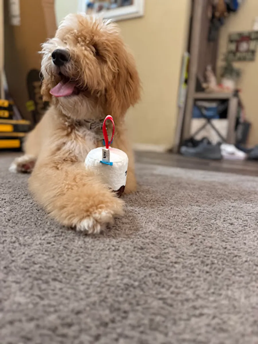 Madison Boyd’s puppy 4