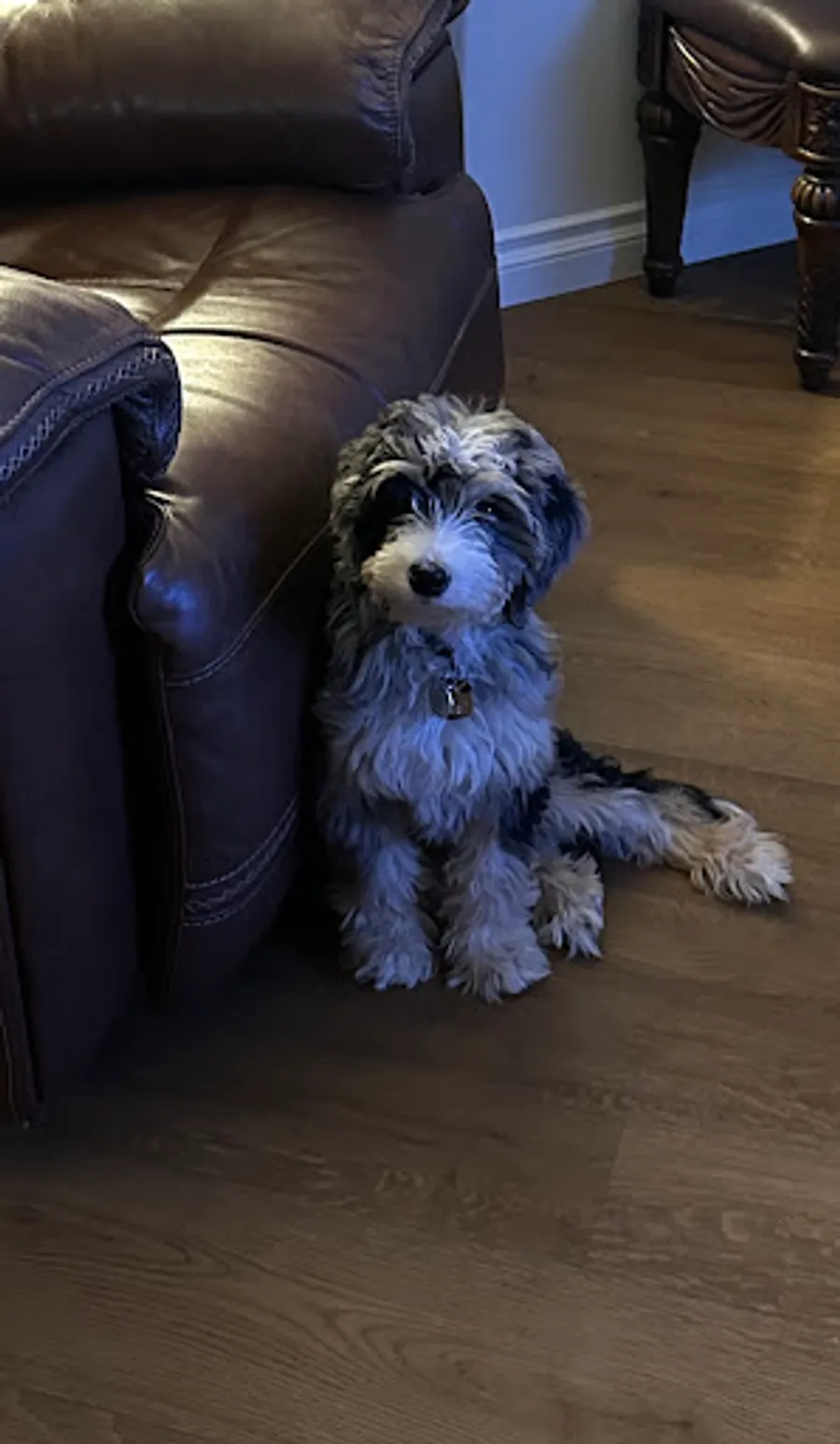 Krista Bonner’s puppy 6