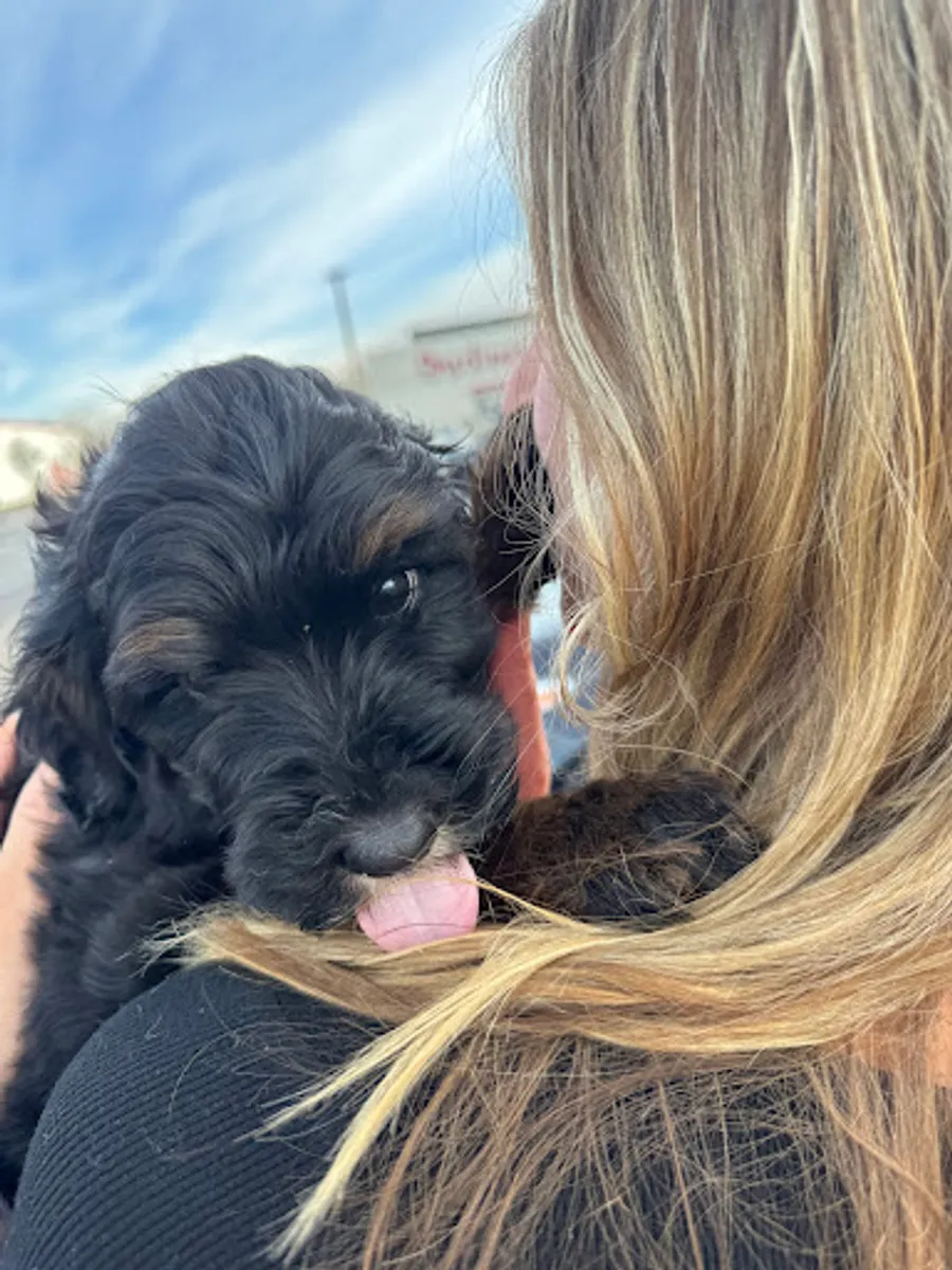Austin Miller’s puppy 2