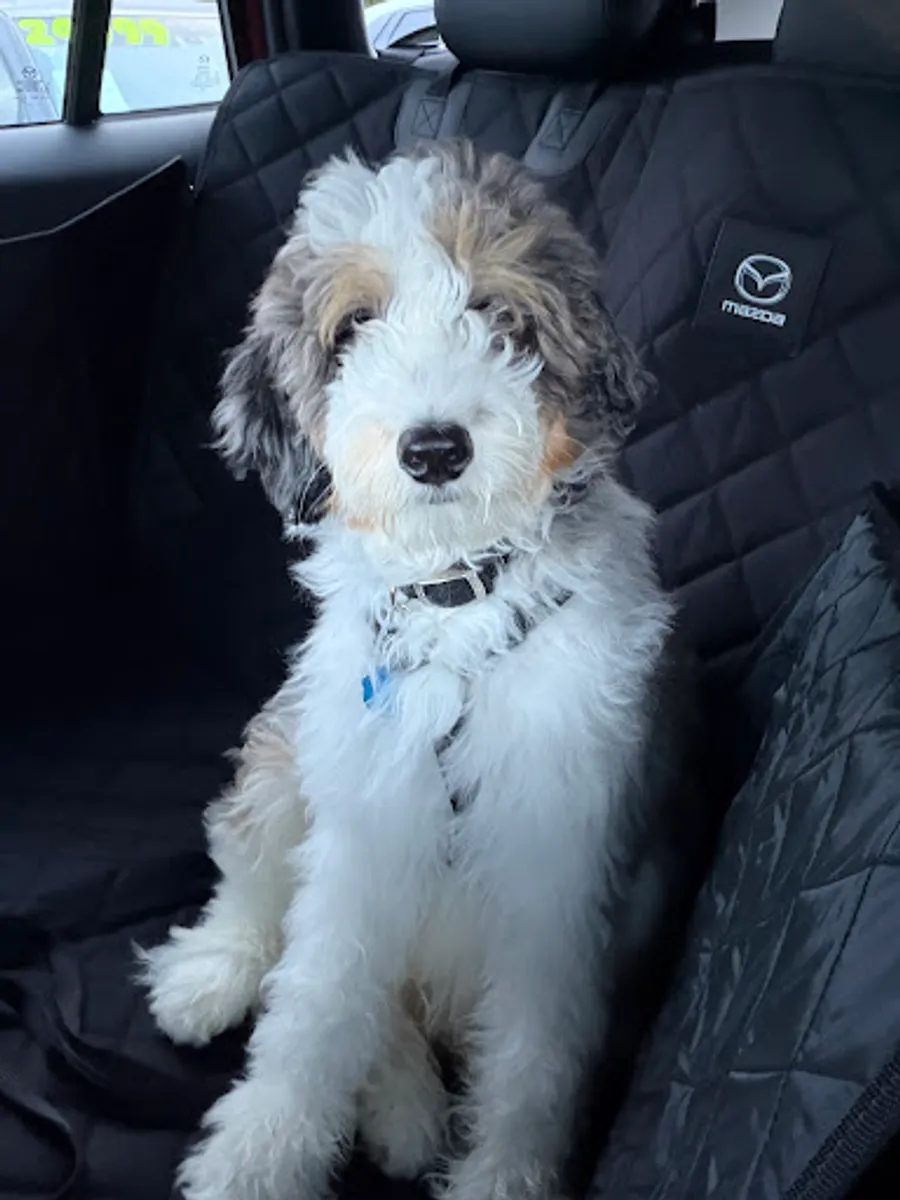 Arisa Wilson’s puppy 3