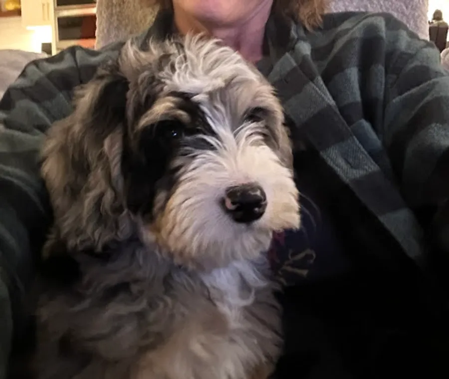Krista Bonner’s puppy 2
