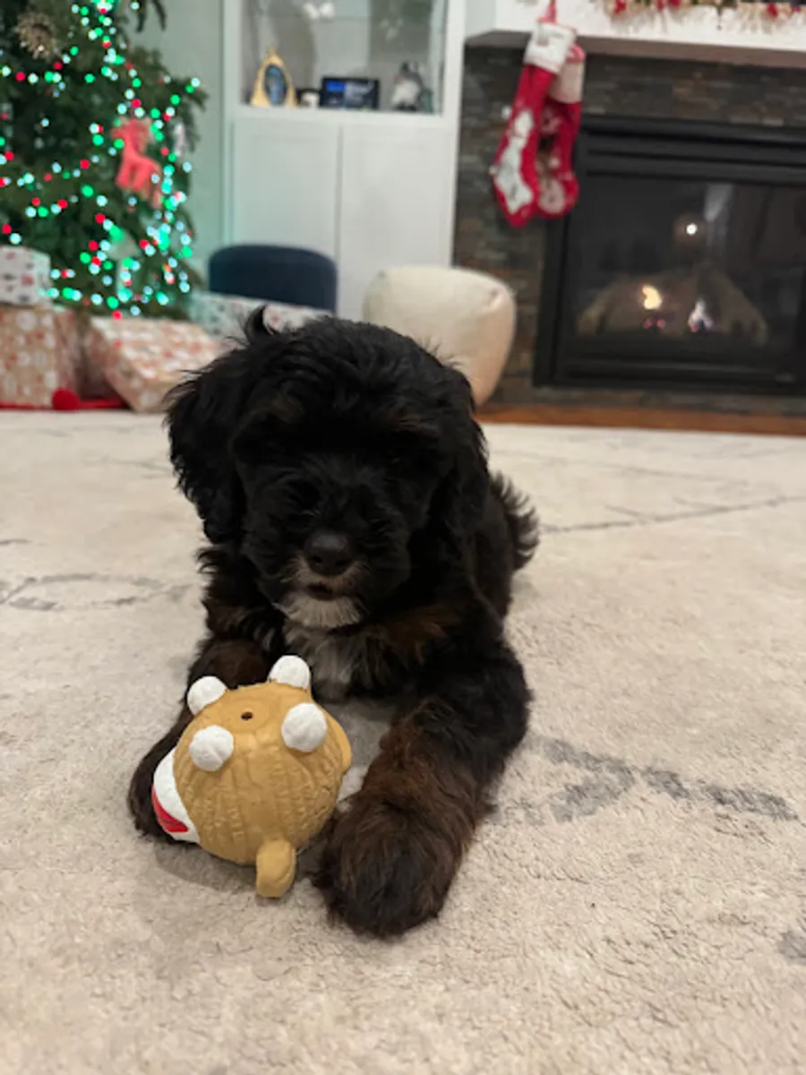 Austin Miller’s puppy 3