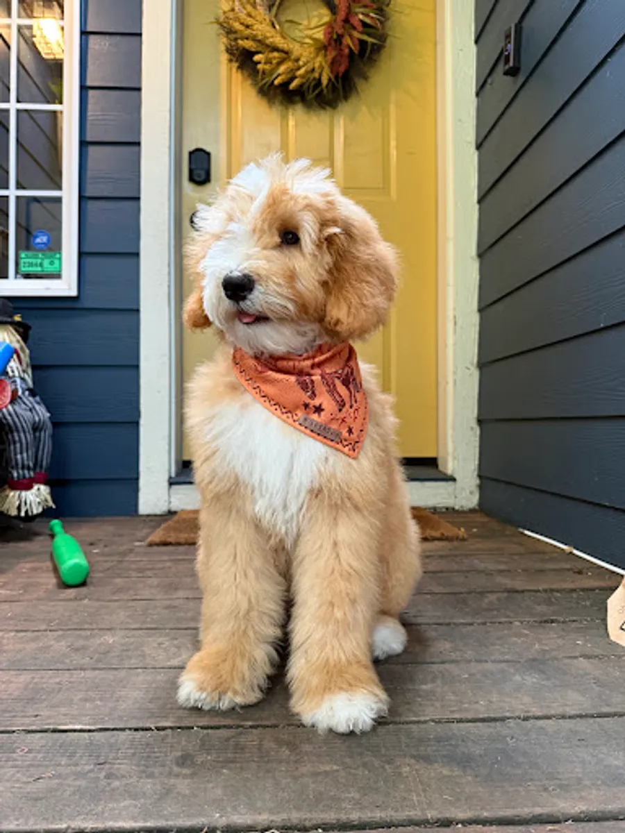 Madison Boyd’s puppy 3