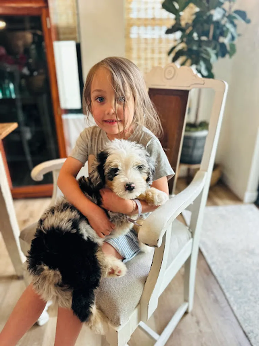 Gina Aubrey-Wertz’s puppy 6