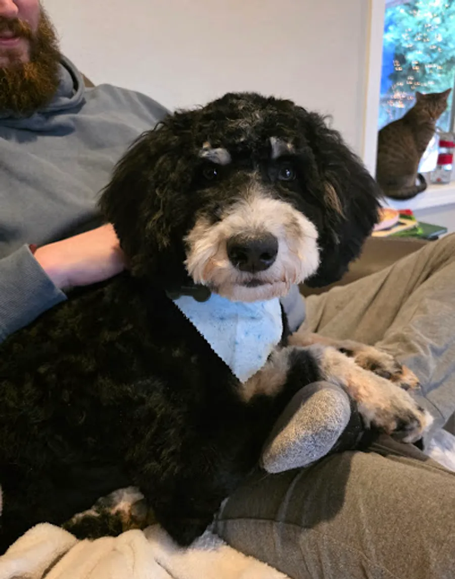 Hanna Mapstead’s puppy 2