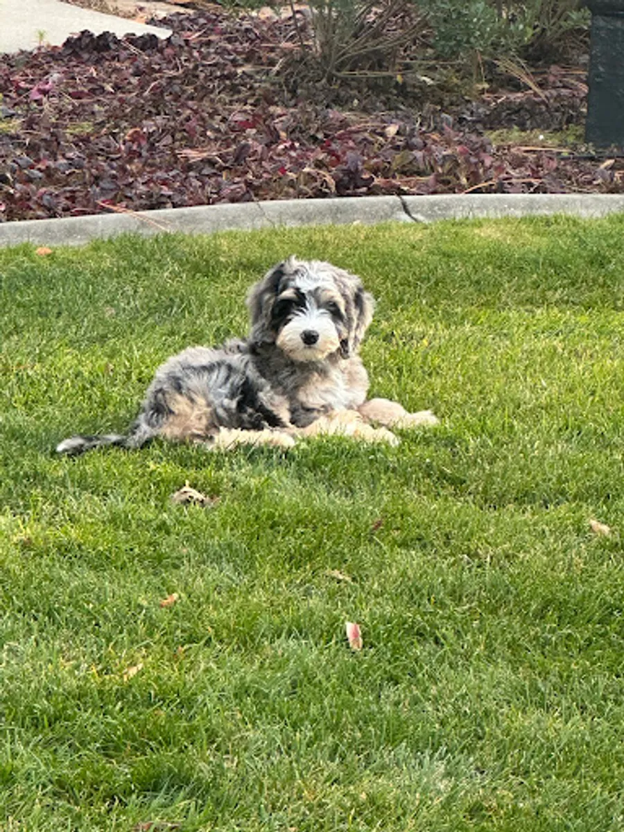 Krista Bonner’s puppy