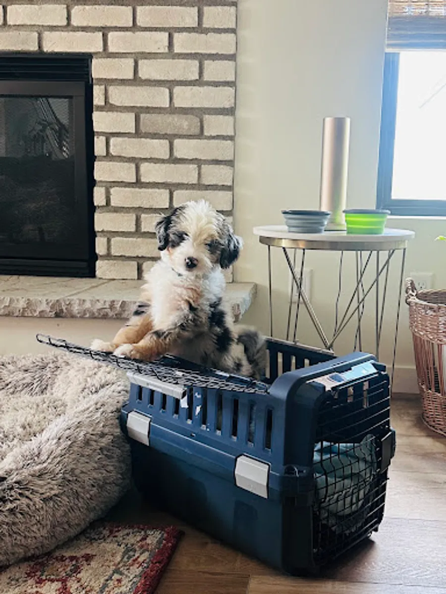 Gina Aubrey-Wertz’s puppy 5