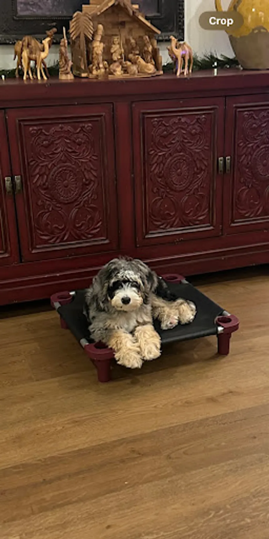 Krista Bonner’s puppy 5