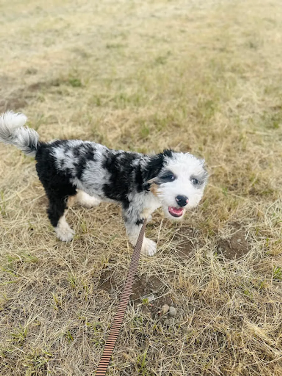 Gina Aubrey-Wertz’s puppy
