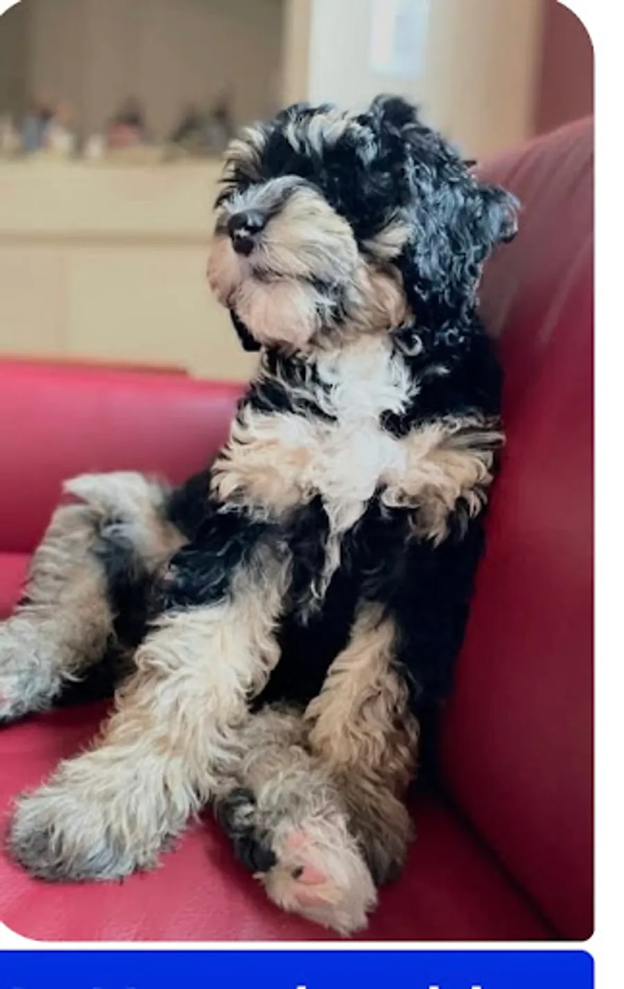 anita’s puppy 2