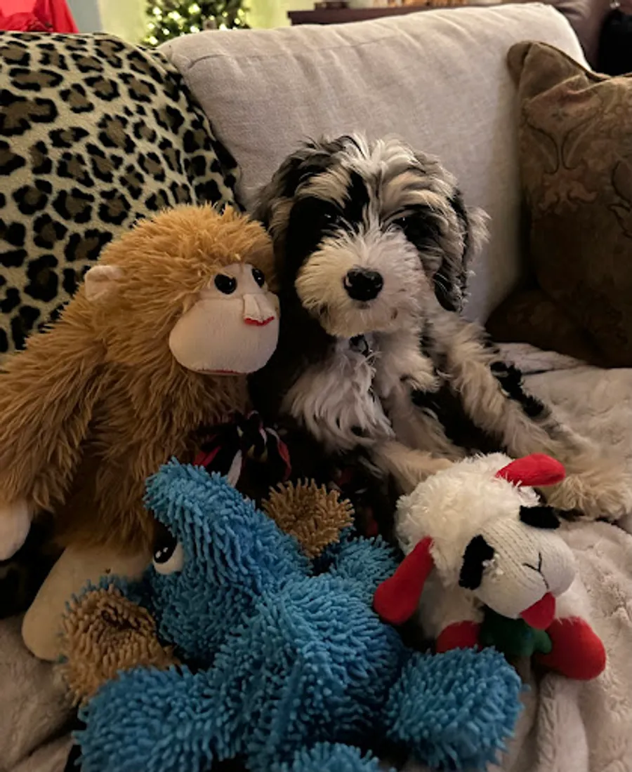 Krista Bonner’s puppy 3
