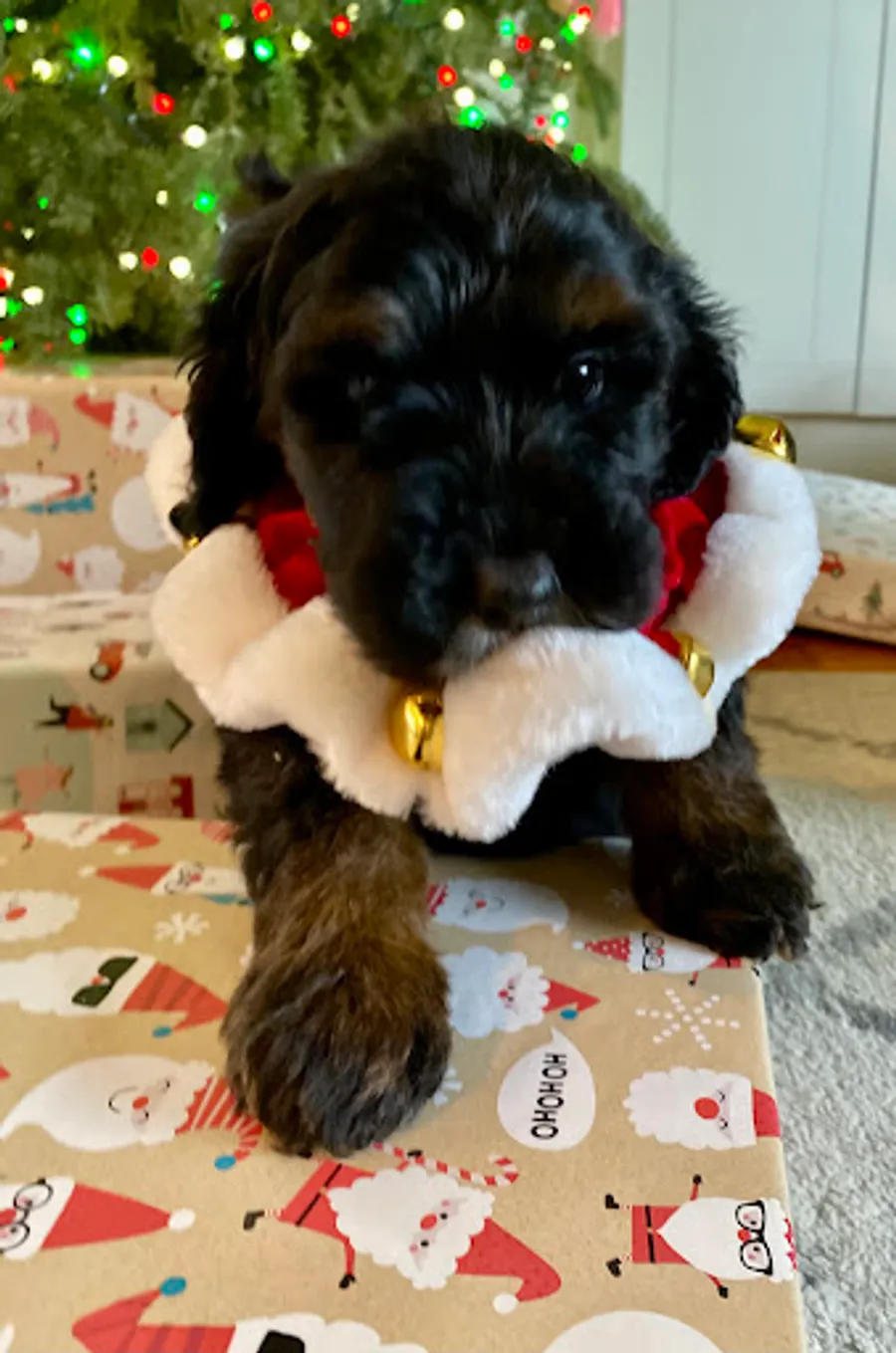 Austin Miller’s puppy