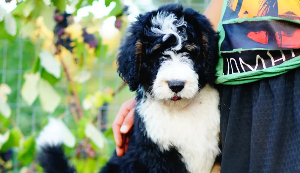 A Lilac City Doodles Bernedoodle puppy